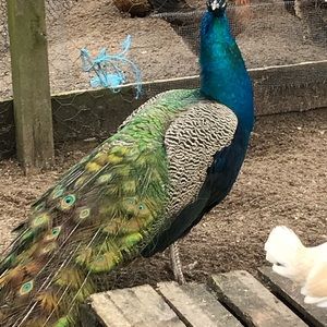 Meet your Posher, Sukey